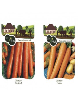 Seminte de morcovi